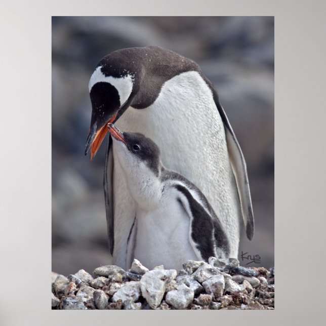 Gentoo and Chick Print (Front)
