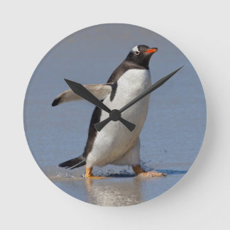 Gentoo Clock Paddling