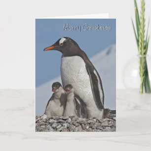 Gentoo Family Christmas Card