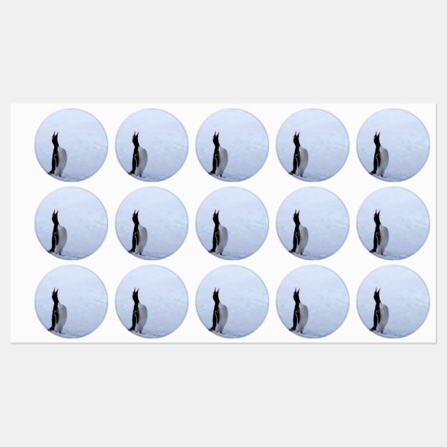Gentoo penguin (Sheet)