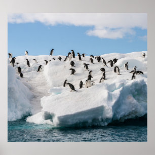 Gentoo Penguin Antarctica Iceberg Playtime Poster
