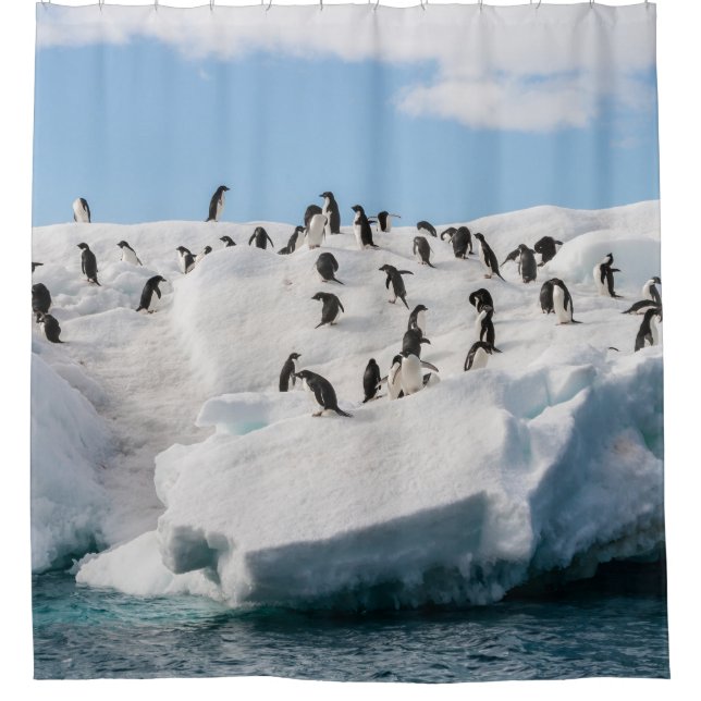 Gentoo Penguin Antarctica Iceberg Playtime Shower Curtain (Front)