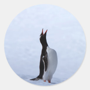 Gentoo penguin classic round sticker