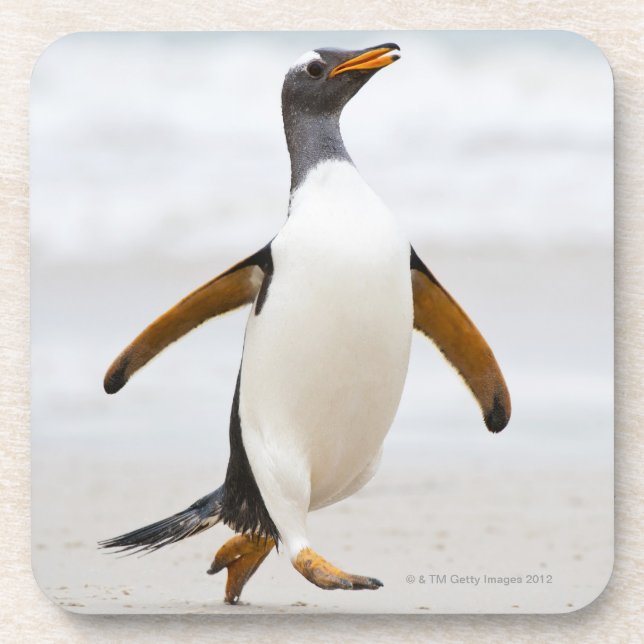 Gentoo Penguin Coaster (Front)