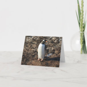 Gentoo penguin (HO) card