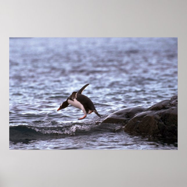Gentoo Penguin Jumping Into Water Poster (Front)