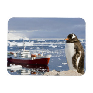 Gentoo Penguin Magnet