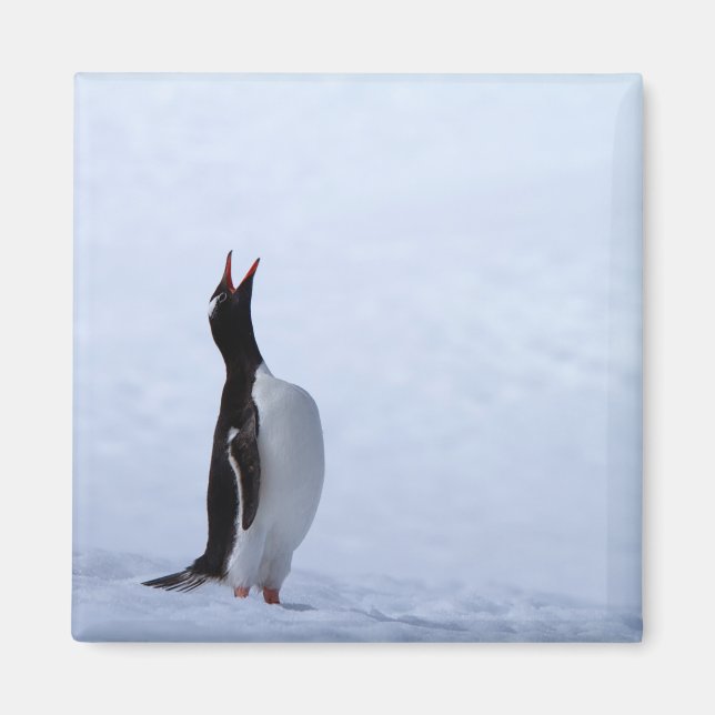 Gentoo penguin magnet (Front)