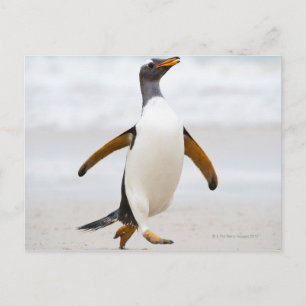 Gentoo Penguin Postcard