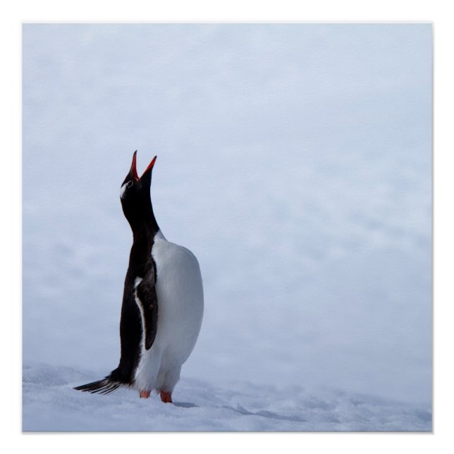Gentoo penguin poster (Front)