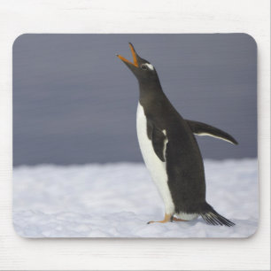 Gentoo penguin (Pygoscelis papua) adult bird Mouse Mat