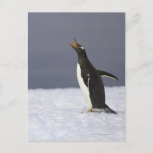 Gentoo penguin (Pygoscelis papua) adult bird Postcard