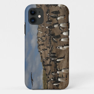 Gentoo Penguin (Pygoscelis papua) colony on West iPhone 11 Case