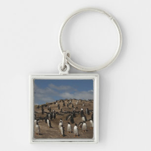 Gentoo Penguin (Pygoscelis papua) colony on West Key Ring