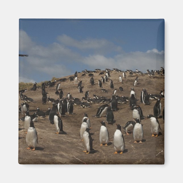 Gentoo Penguin (Pygoscelis papua) colony on West Magnet (Front)