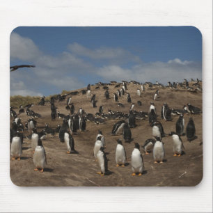 Gentoo Penguin (Pygoscelis papua) colony on West Mouse Mat