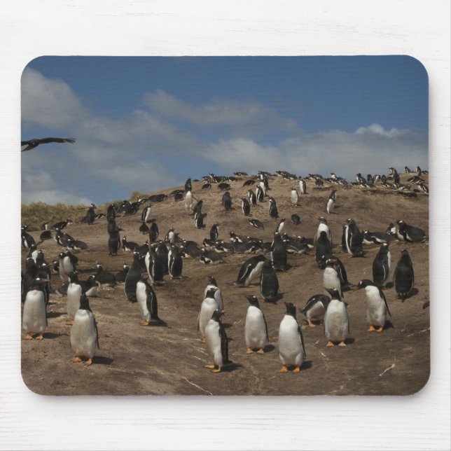 Gentoo Penguin (Pygoscelis papua) colony on West Mouse Mat (Front)