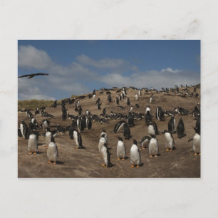 Gentoo Penguin (Pygoscelis papua) colony on West Postcard