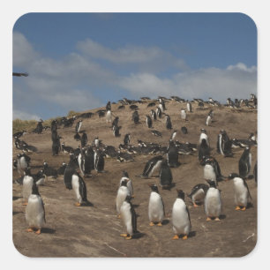 Gentoo Penguin (Pygoscelis papua) colony on West Square Sticker