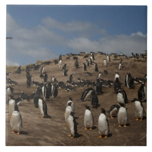 Gentoo Penguin (Pygoscelis papua) colony on West Tile