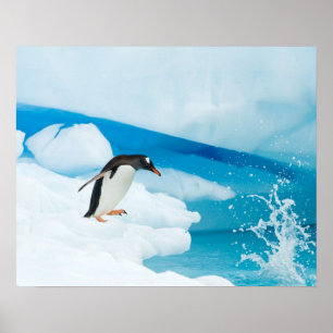gentoo penguin, Pygoscelis Papua, jumping off Poster