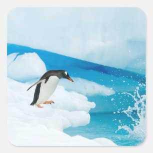 gentoo penguin, Pygoscelis Papua, jumping off Square Sticker
