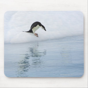 Gentoo penguin (Pygoscelis papua) Mouse Mat