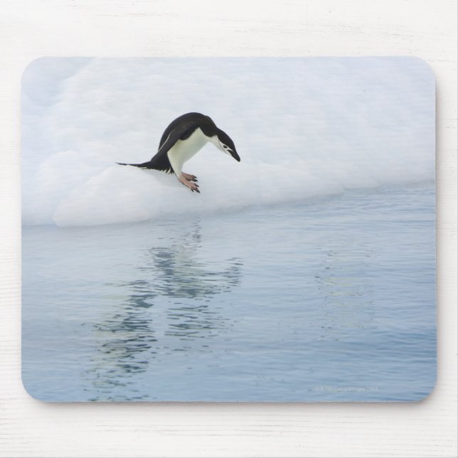 Gentoo penguin (Pygoscelis papua) Mouse Mat (Front)