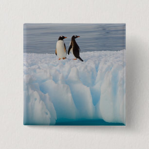 gentoo penguin, Pygoscelis Papua, on glacial ice 15 Cm Square Badge