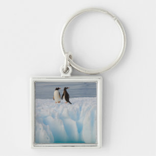 gentoo penguin, Pygoscelis Papua, on glacial ice Key Ring
