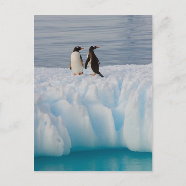 gentoo penguin, Pygoscelis Papua, on glacial ice Postcard (Front)