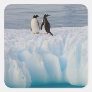 gentoo penguin, Pygoscelis Papua, on glacial ice Square Sticker