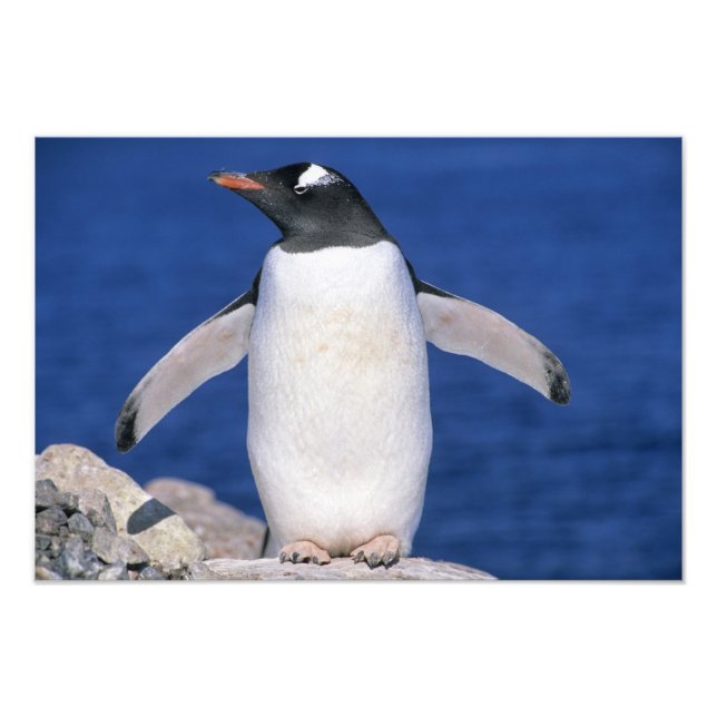 Gentoo Penguin Pygoscelis papua) Port Photo Print (Front)