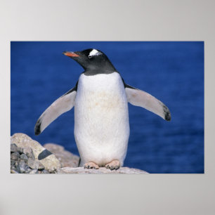 Gentoo Penguin Pygoscelis papua) Port Poster