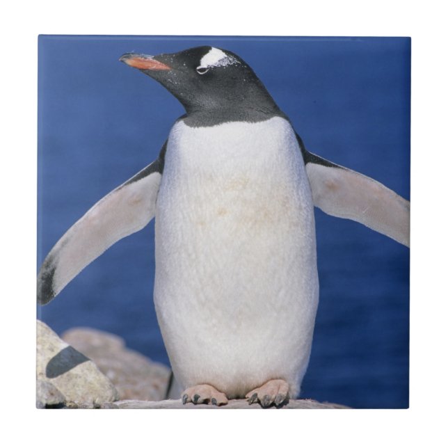 Gentoo Penguin Pygoscelis papua) Port Tile (Front)