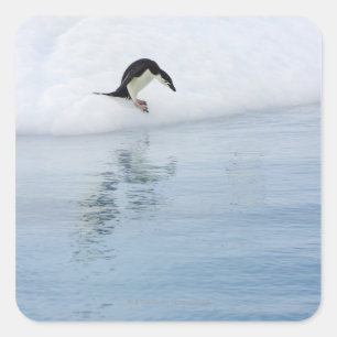 Gentoo penguin (Pygoscelis papua) Square Sticker