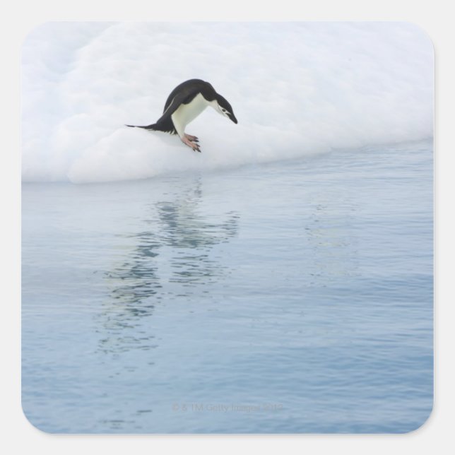 Gentoo penguin (Pygoscelis papua) Square Sticker (Front)