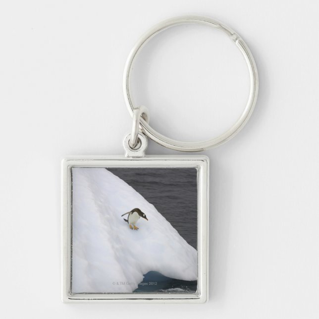 Gentoo penguin Pygoscelis papua) standing Key Ring (Front)