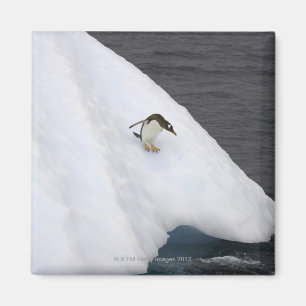 Gentoo penguin Pygoscelis papua) standing Magnet