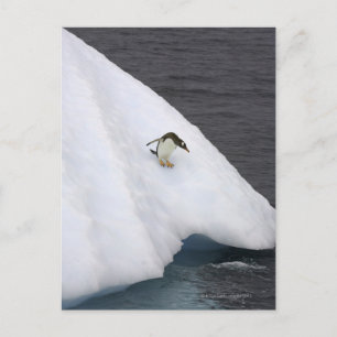 Gentoo penguin Pygoscelis papua) standing Postcard