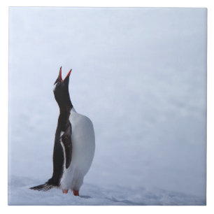 Gentoo penguin tile