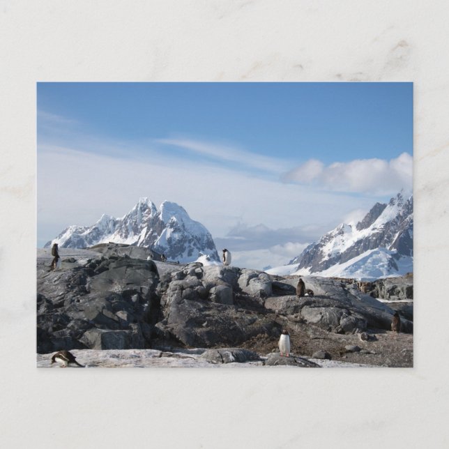 Gentoo penguins in Antarctica Postcard (Front)