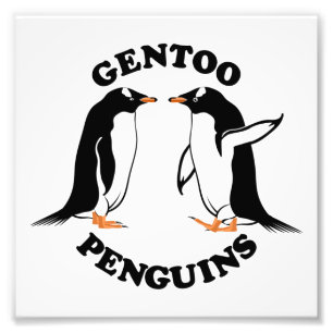 Gentoo Penguins Photo Print
