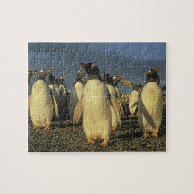 Gentoo Penguins, (Pygoscelis papua), Falkland Jigsaw Puzzle (Horizontal)