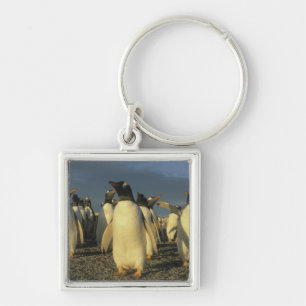 Gentoo Penguins, (Pygoscelis papua), Falkland Key Ring