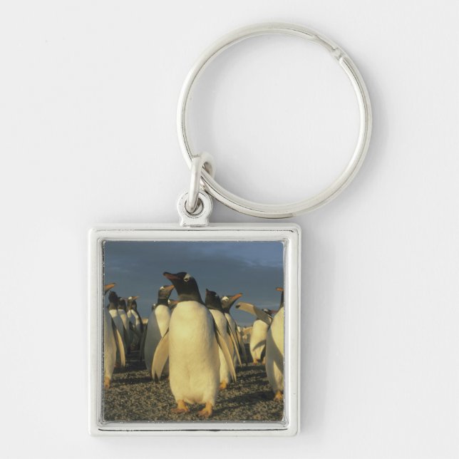 Gentoo Penguins, (Pygoscelis papua), Falkland Key Ring (Front)