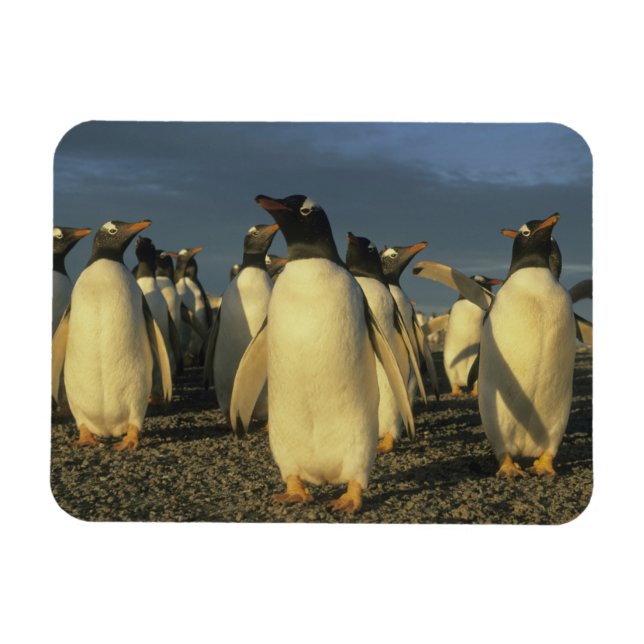 Gentoo Penguins, (Pygoscelis papua), Falkland Magnet (Horizontal)