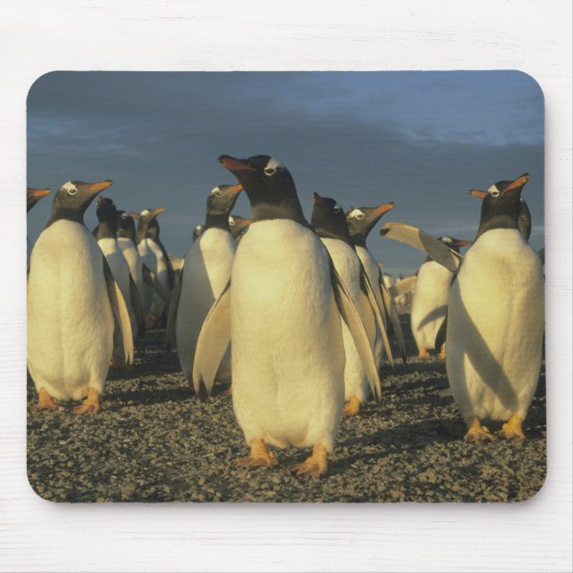 Gentoo Penguins, (Pygoscelis papua), Falkland Mouse Mat (Front)