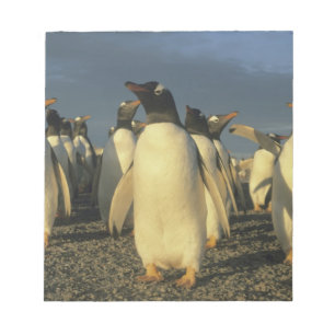 Gentoo Penguins, (Pygoscelis papua), Falkland Notepad