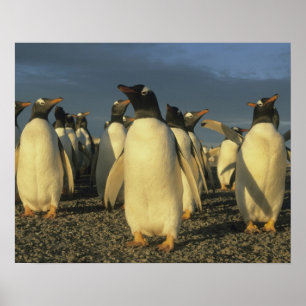 Gentoo Penguins, (Pygoscelis papua), Falkland Poster